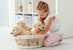 Kedi Traşı